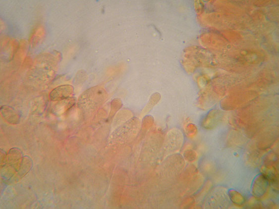 Raccolte del 9 Novembre