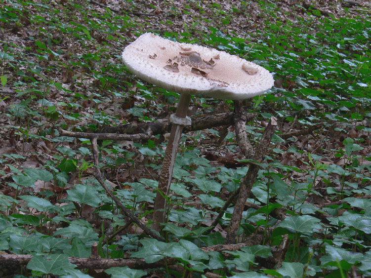 Pioggia...........funghi........