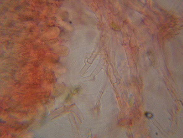 Hyphoderma roseocremeum? (Hyphoderma roseocremeum)