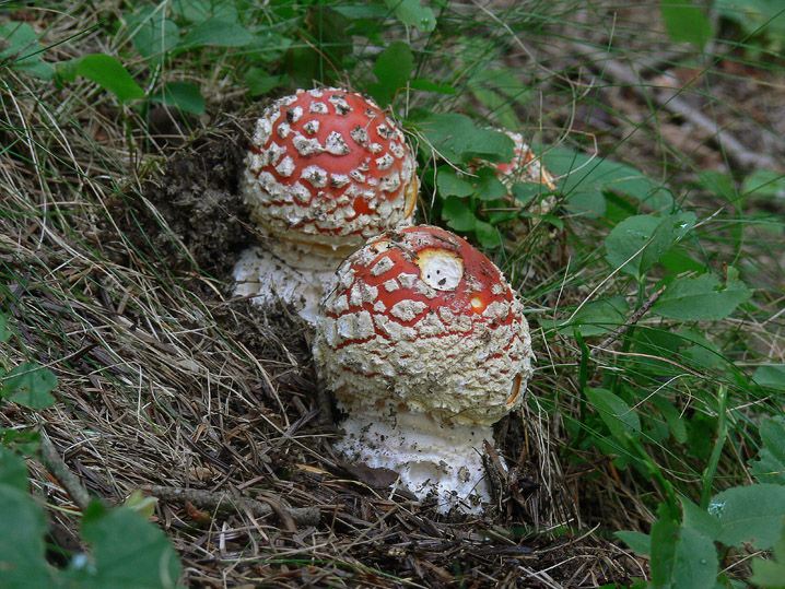Amanita muscaria