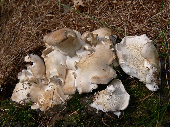 Estate 2008