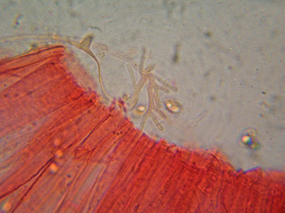 Mycena da determinare (cfr. Mycena galericulata)
