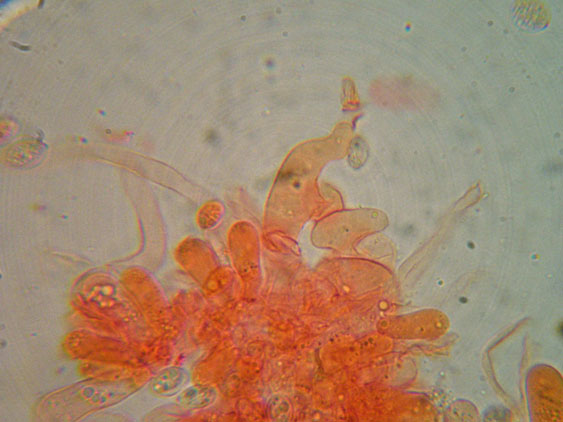 Crepidotus da determinare