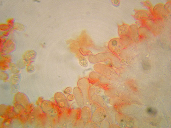 Crepidotus da determinare
