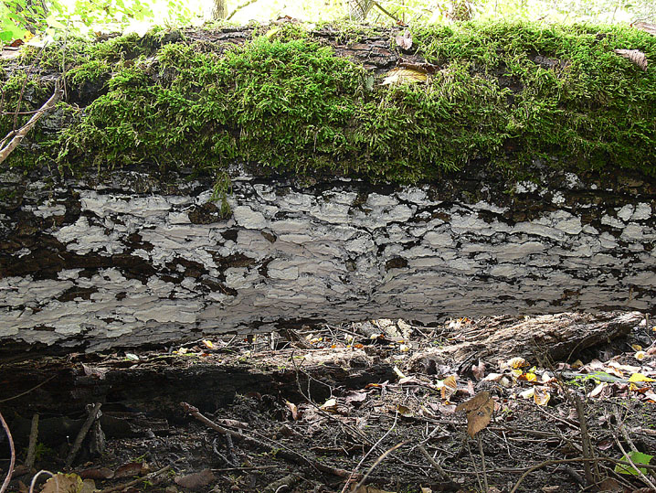 Quiz N. 6 (Oxyporus latemarginatus)
