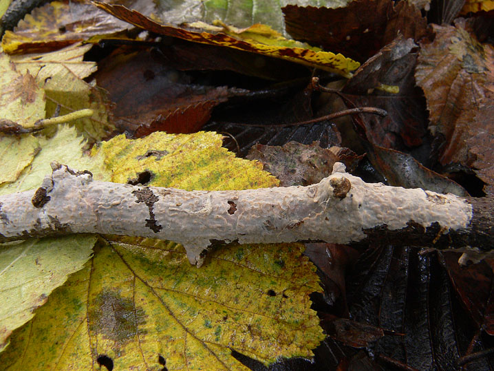 Peniophora lilacea Bourdot & Galzin