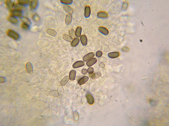 Psathyrella da determinare (cfr. Psathyrella spadiceogrisea)