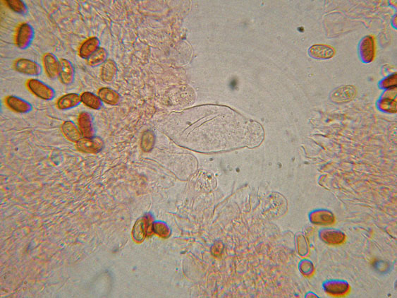 Psathyrella da determinare (cfr. Psathyrella spadiceogrisea)