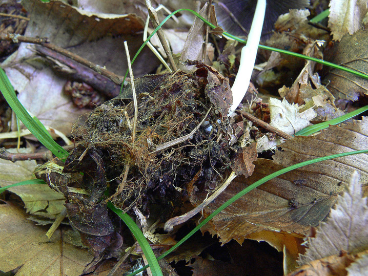 Raccolte del 2 Maggio