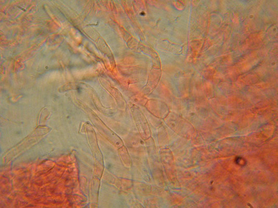 Raccolte del 16 Maggio