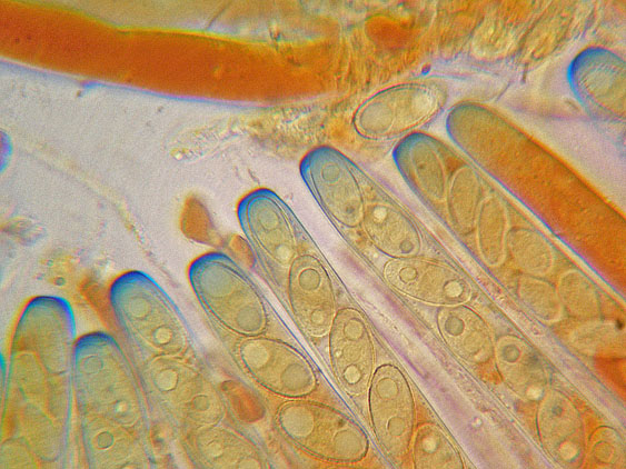 Peziza da determinare