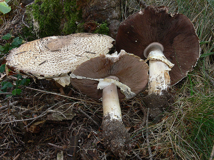 Agaricus augustus Fr.