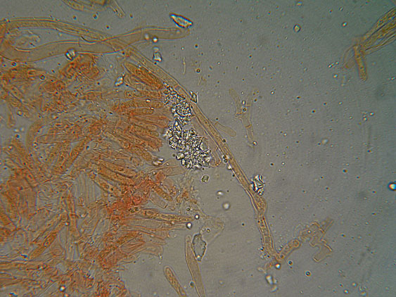 Crosta su ramo di pino - foto 5504 (Gloeoporus taxicola)