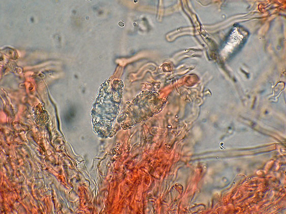 Quiz N.7 (Peniophora quercina)