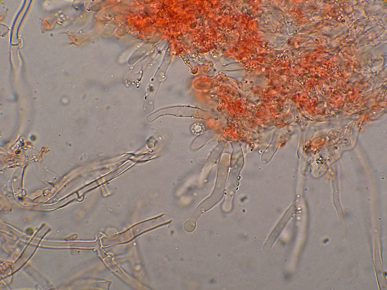 Quiz N.8 (Hyphoderma sambuci)