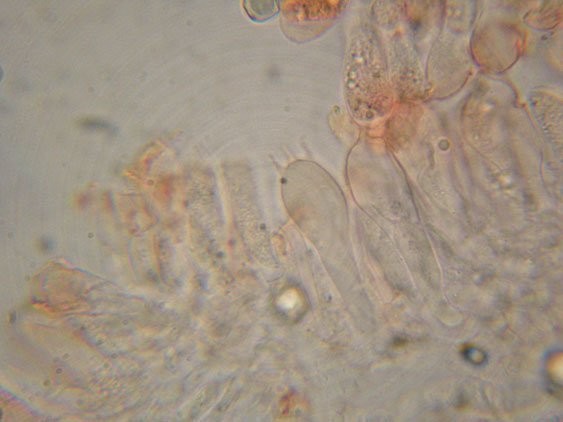 Entoloma rhodopolium fo. nidorosum