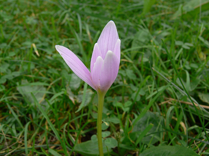 Da determinare - Colchicum sp.
