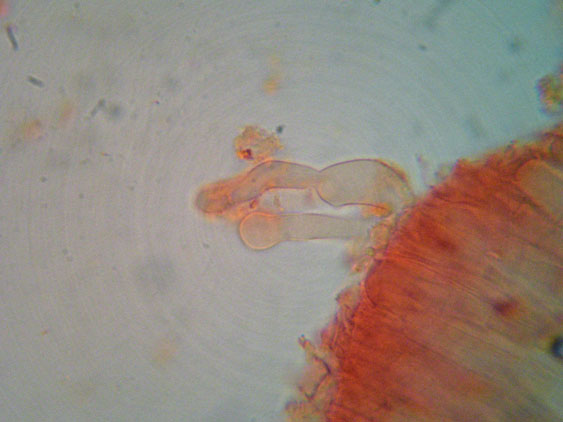 Da determinare (cfr. Conocybe utriformis)