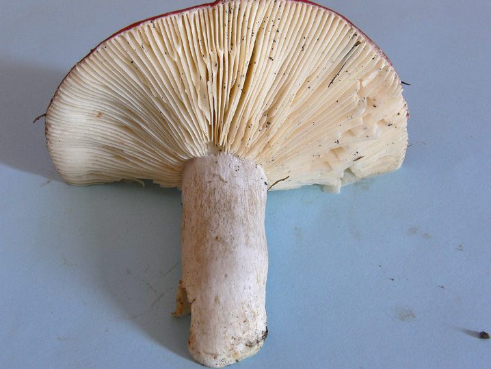 Russula exalbicans