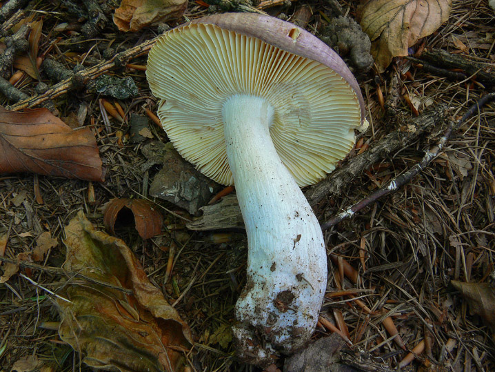 Russula N. 2 da determinare (cfr. Russula turci)