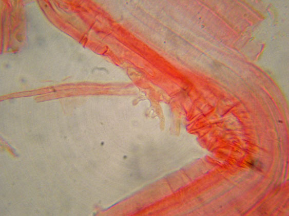 Mycena da determinare (cfr. Mycena galericulata)