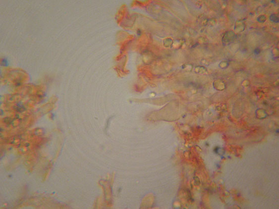 Piccola crosta su Ginestra (Hyphodontia juniper)