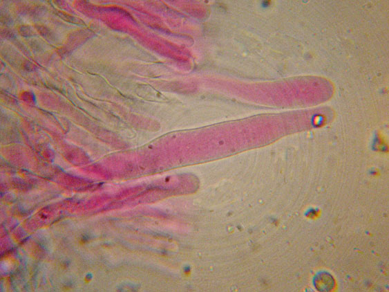 Mutatoderma mutatum