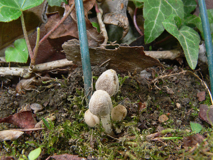 Un Coprinus interessante