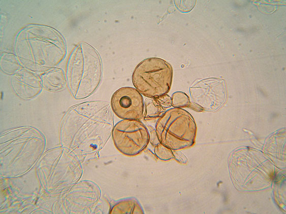 Coprinellus micaceus