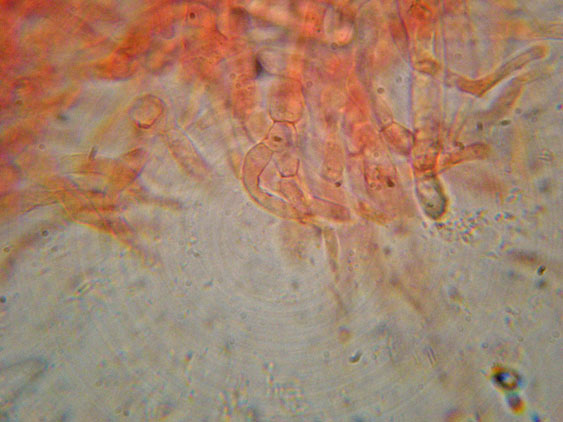 Raccolte del 16 Maggio