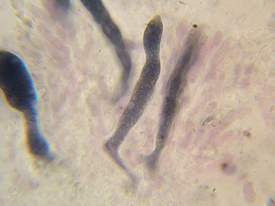 Quiz N. 3 (Peniophora incarnata)
