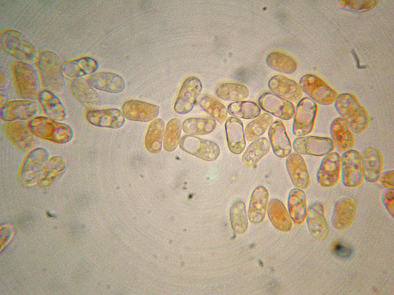 Quiz N. 3 (Peniophora incarnata)