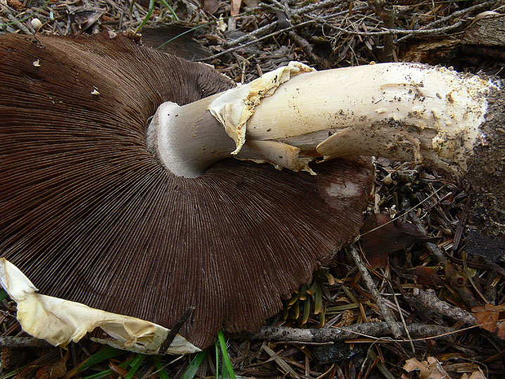 Agaricus augustus Fr.