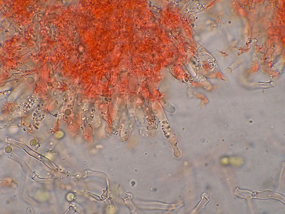 Quiz N.8 (Hyphoderma sambuci)