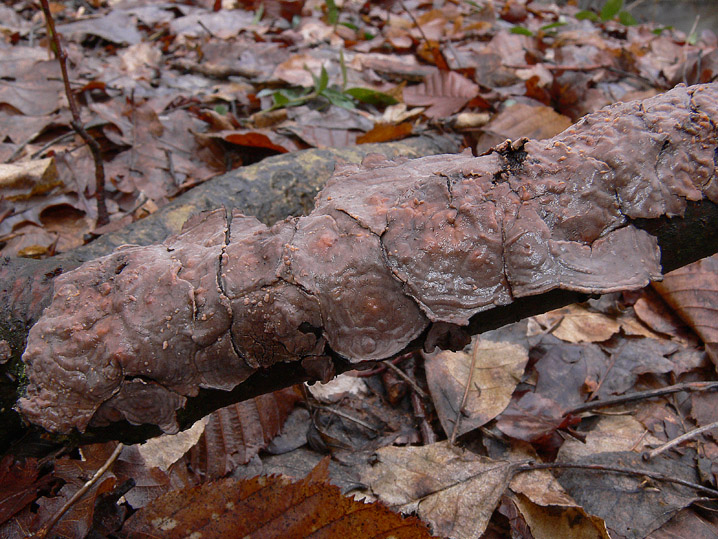 Quiz N.7 (Peniophora quercina)