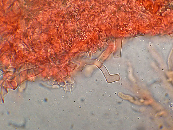 Rhizochaete radicata (Henn.) Gresl., Nakasone & Rajchenb.