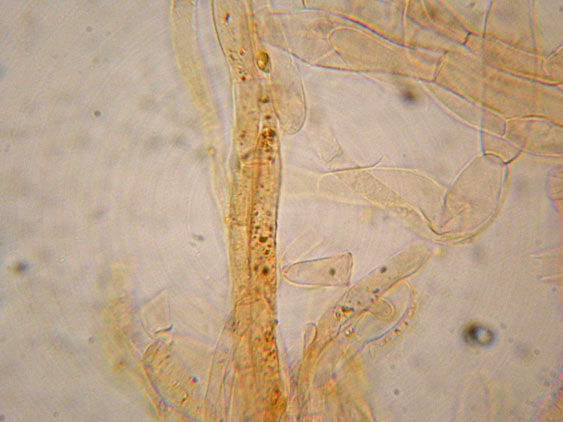 Da determinare (cfr. Callistosporium sp.)