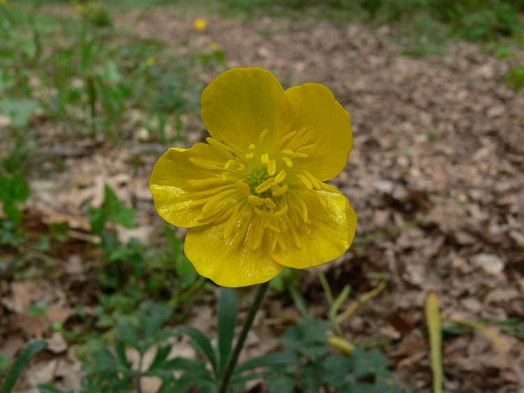 Ranunculus bulbosus