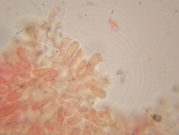 Hyphoderma roseocremeum? (Hyphoderma roseocremeum)