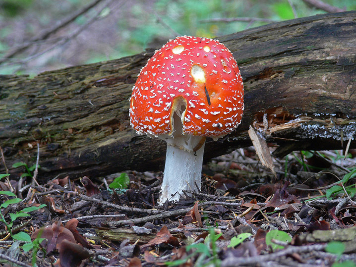 Amanita muscaria