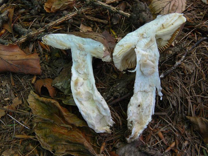 Russula N. 2 da determinare (cfr. Russula turci)