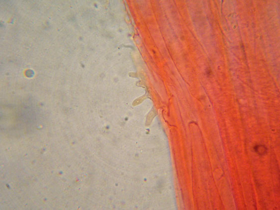 Mycena da determinare (cfr. Mycena galericulata)