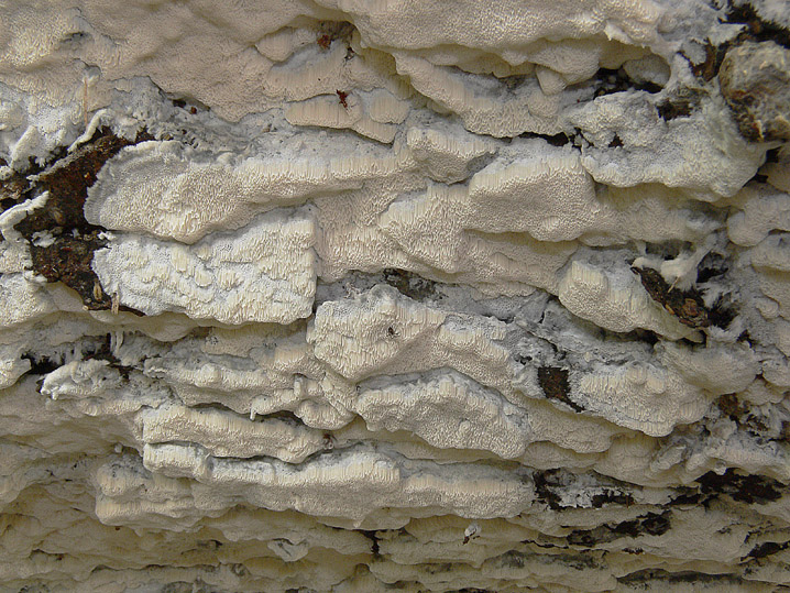 Quiz N. 6 (Oxyporus latemarginatus)