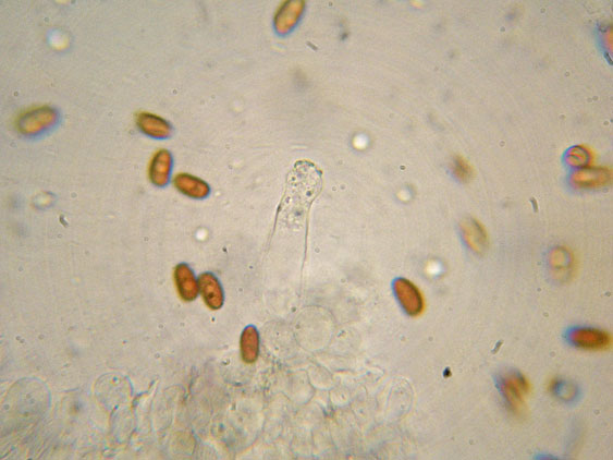 Psathyrella da determinare (cfr. Psathyrella spadiceogrisea)