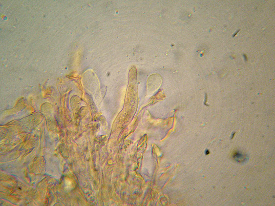 Quiz N. 2 (Cylindrobasidium evolvens)
