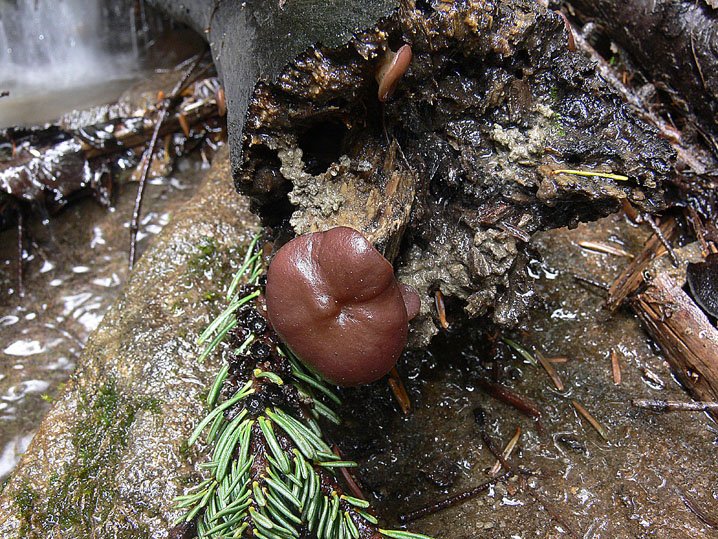 Pachyella lazzariana?