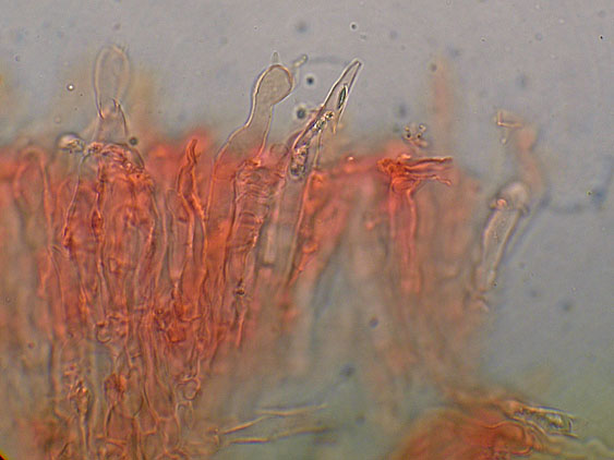 Quiz N.7 (Peniophora quercina)
