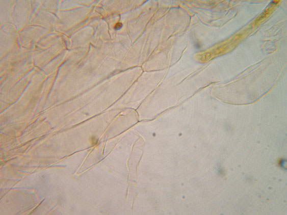 Da determinare (cfr. Callistosporium sp.)