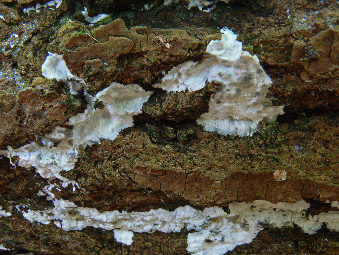 Oxyporus obducens? (Oxyporus obducens)