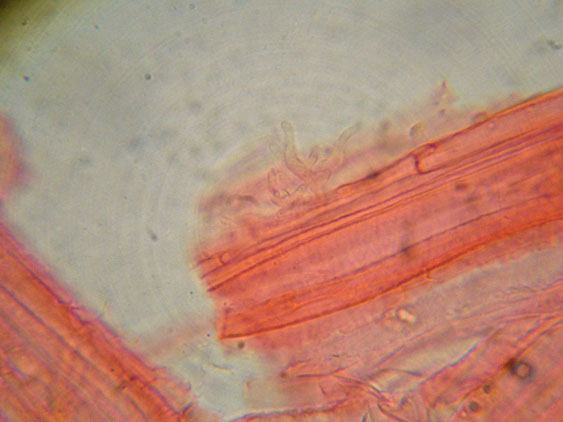 Mycena da determinare (cfr. Mycena galericulata)